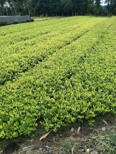 室内绿化工程安全要求标准